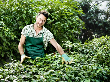 Local Forest Gate gardener maintaining healthy plants and lawn