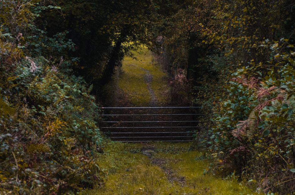 A narrow garden pathway bordered by dense, overgrown bushes and trees with a mixture of green and brown foliage, leading to a slightly curved dirt track. The path is partially covered with moss and fa