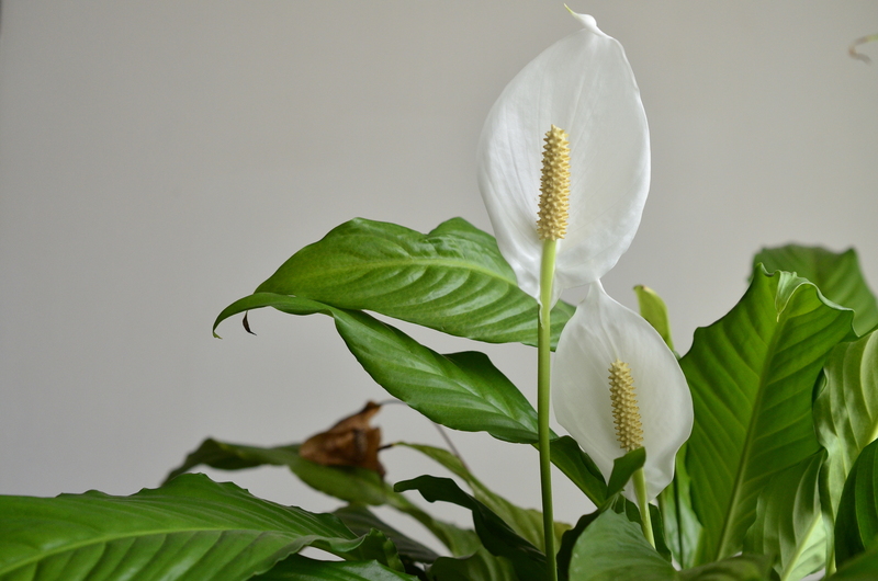 professional gardeners Garden