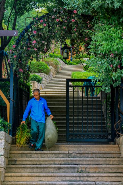 A gardener in a bright blue jacket and teal trousers is descending a stone staircase in a lush garden, carrying a bunch of green plants in one hand and holding a large plastic bag in the other. The st